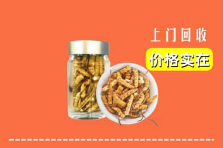 西安市长安回收散虫草